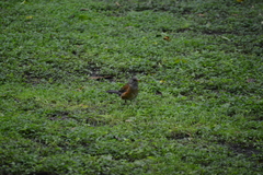 Turdus rufopalliatus