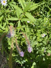 Veronicastrum