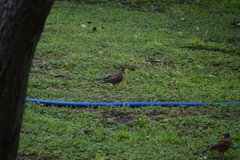 Turdus rufopalliatus
