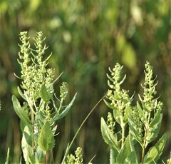 Iva frutescens