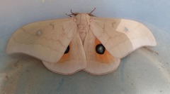 Pseudobunaea natalensis