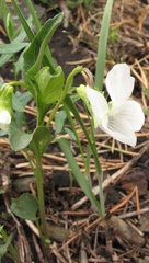 Viola accrescens