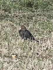 Turdus merula