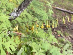 Parasenecio palmatisectus