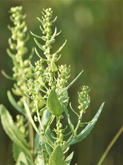 Iva frutescens