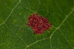 Aceria varia