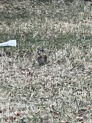 Turdus pilaris