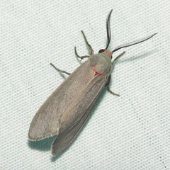 Pygarctia murina