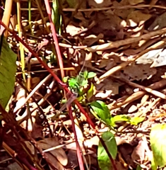 Erythemis simplicicollis