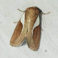 Prolimacodes trigona