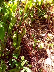 Erythemis simplicicollis