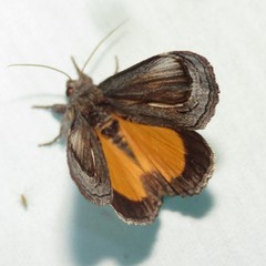 Gerrodes minatea