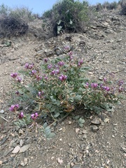 Astragalus cimae cimae