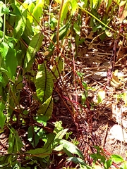 Erythemis simplicicollis