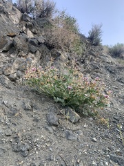 Astragalus cimae cimae