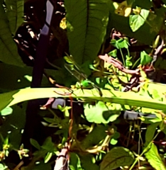 Erythemis simplicicollis