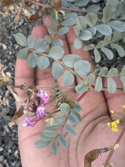 Astragalus cimae cimae