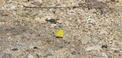 Pyrisitia dina
