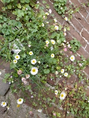 Erigeron karvinskianus