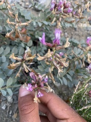 Astragalus cimae cimae