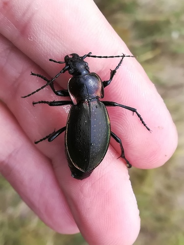 Carabus scheidleri
