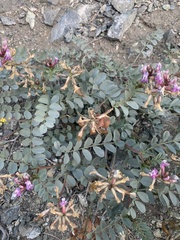 Astragalus cimae cimae