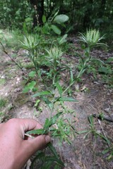 Carlina biebersteinii