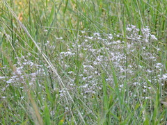 Gypsophila altissima