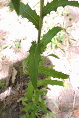 Carlina biebersteinii