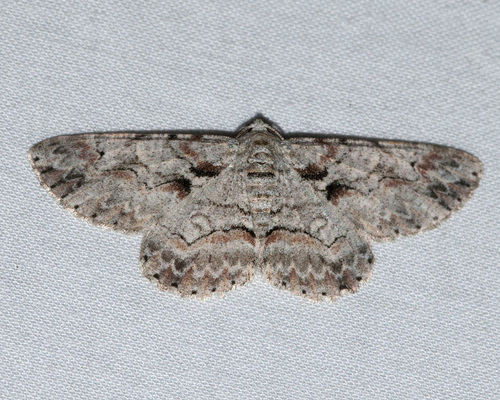 Brown-shaded Gray