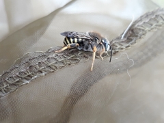 Trachusa interrupta