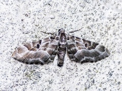 Physetobasis griseipennis