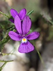 Viola dubyana