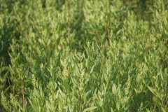 Iva frutescens