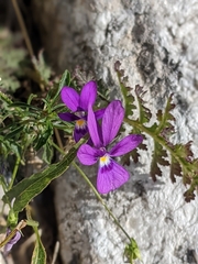 Viola dubyana
