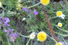 Anthemis cretica