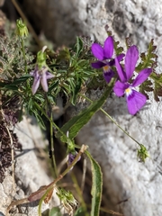 Viola dubyana