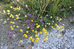 Anthemis cretica