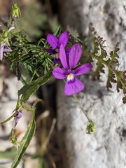 Viola dubyana