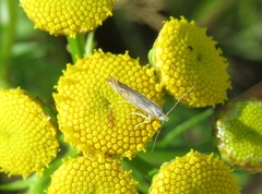 Isophrictis striatella