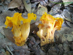 Craterellus odoratus