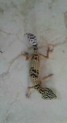Eublepharis angramainyu