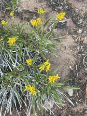 Petradoria pumila