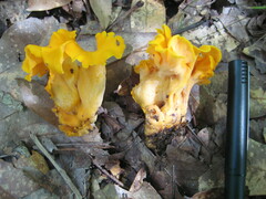 Craterellus odoratus