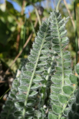 Astragalus densifolius