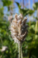 Astragalus densifolius