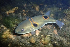 Ocellated Puffer photo 2