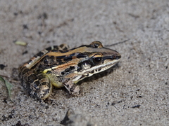 Ptychadena mossambica