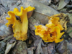 Craterellus odoratus