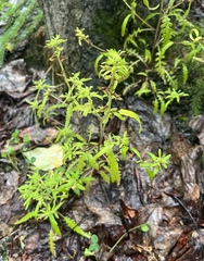 Pedicularis labradorica